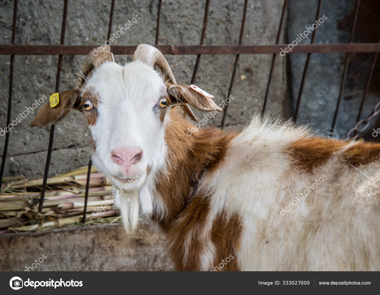 Motley Goat Looking Camera Animal Portrait Backyard Metal Fence Stock Photo