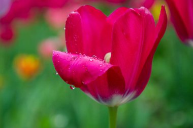 Arka plan olarak bulanık çiçekli kırmızı lale çiçeğinin yakın çekimi, bahar duvar kağıdı, seçici odak, yağmurdan sonra suyla dolu renkli lale tarlası