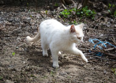 Güzel, beyaz ve bej renkli, güzel gözlü, güneşli bir günde bahçede yürüyen meraklı bir kedi.