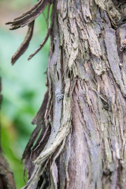Ağaç kabuğunda zıplayan küçük örümcek, gövdesinde böcek olan şarap kabuğunun yakın çekimi.