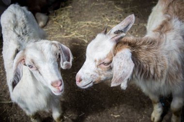 Arka bahçede iki küçük keçi yavrusu, bir çiftlikte, villalar, kırsal kesimde, çiftlik hayvanları...