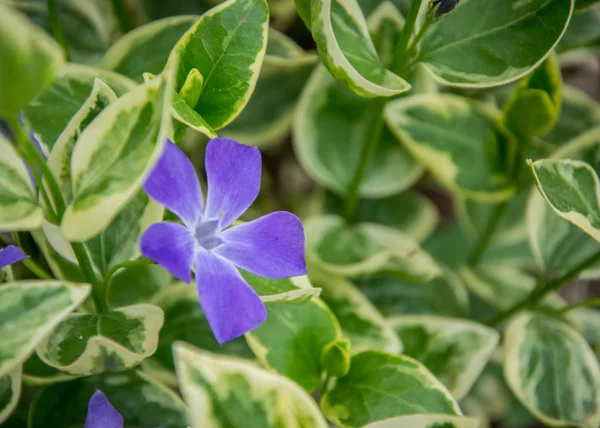 Gros Plan Belles Petites Fleurs Violettes Vinca Vinca Minor Petite — Photo