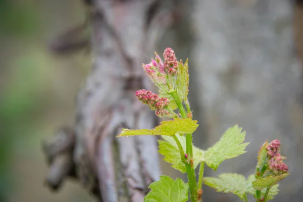 Small fresh green leaves of grapevine. Close-up of flowering grape vines, grapes bloom during day. Grape seedlings on a vine, small flower buds before they become fruits. Young sprouts. Grape branches