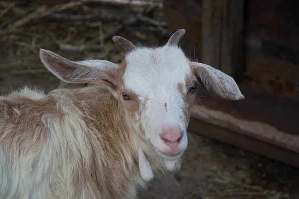 Retrato Uma Bela Cabra Bebê Bonito Fazenda Gado — Fotografia de Stock