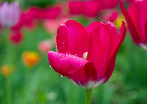 Крупный План Красного Цветка Тюльпана Размытыми Цветами Качестве Фона Весенние — стоковое фото