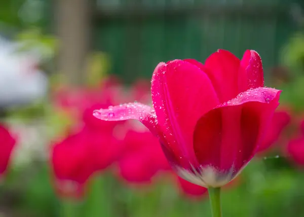 Primer Plano Flor Tulipán Rojo Con Flores Borrosas Como Fondo — Foto de Stock
