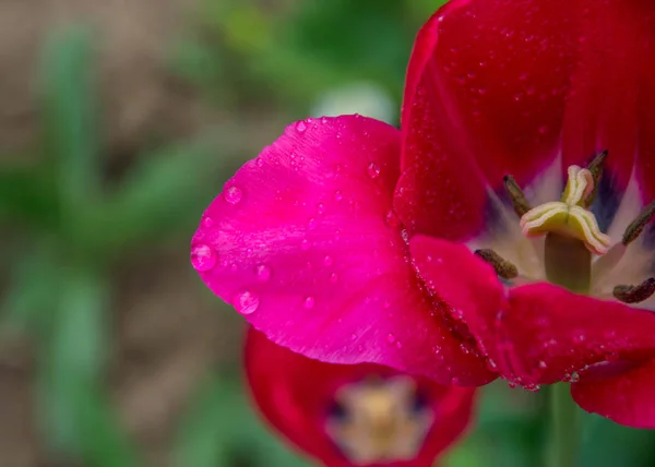 Крупный План Красного Цветка Тюльпана Размытыми Цветами Качестве Фона Весенние — стоковое фото