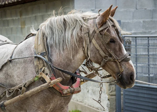 Beautiful grey horse in harness, close-up animal portrait with wagon