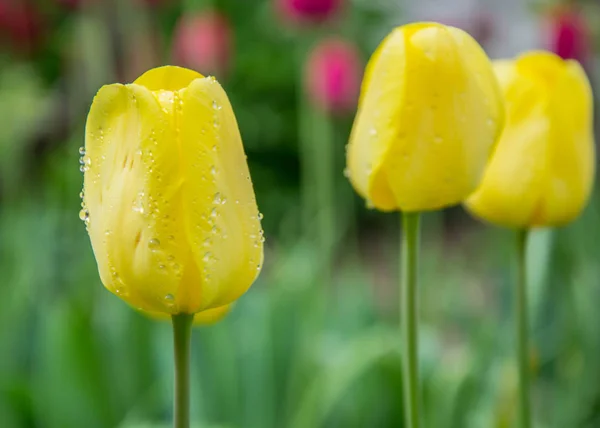 Close Yellow Tulip Flower Blurred Background Spring Wallpaper Selective Focus — Stock Photo, Image