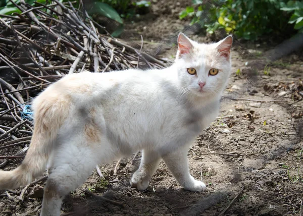 Bellissimo Gatto Bianco Beige Con Bellissimi Occhi Che Camminano Nel — Foto Stock