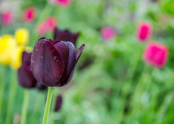 Крупный План Темно Фиолетового Цветка Тюльпана Размытым Фоном Весенние Обои — стоковое фото