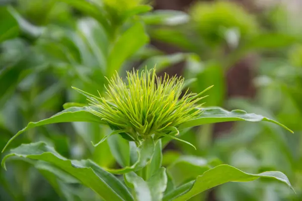 Dianthus Barbatus Virágok Kezdenek Virágozni Zöld Virágbimbók Éles Vékony Levelekkel — Stock Fotó