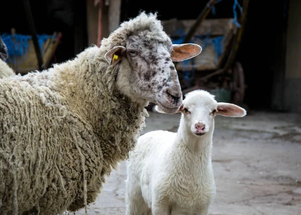 Baby Lamb Mother Sheep Farm Looking Camera Close Livestock Family — Stock Photo, Image