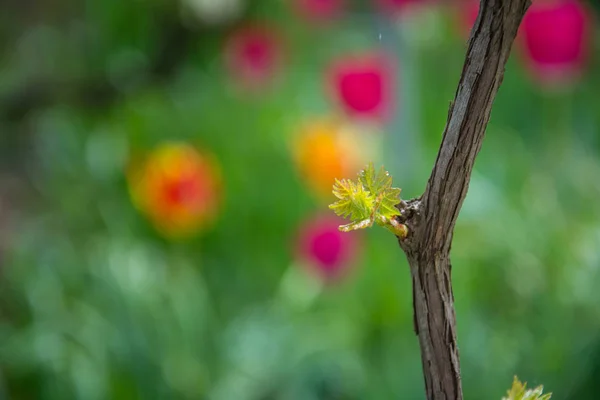 Small fresh green leaves of grapevine. Close-up of flowering grape vines, grapes bloom during day. Grape seedlings on a vine, small flower buds before they become fruits. Young sprouts. Grape branches — Stock Image Small Fresh Green Leaves Grapevine Close Flowering Grape Vines Grapes Royalty Free Stock Images