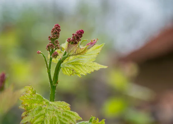 Small fresh green leaves of grapevine. Close-up of flowering grape vines, grapes bloom during day. Grape seedlings on a vine, small flower buds before they become fruits. Young sprouts. Grape branches — Stock Image Small Fresh Green Leaves Grapevine Close Flowering Grape Vines Grapes Stock Photo