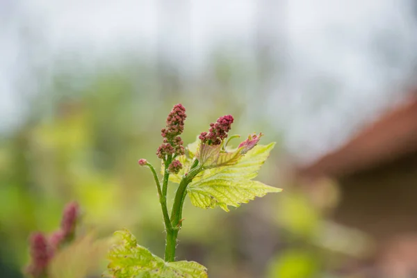 Small fresh green leaves of grapevine. Close-up of flowering grape vines, grapes bloom during day. Grape seedlings on a vine, small flower buds before they become fruits. Young sprouts. Grape branches — Stock Image Small Fresh Green Leaves Grapevine Close Flowering Grape Vines Grapes Royalty Free Stock Photos