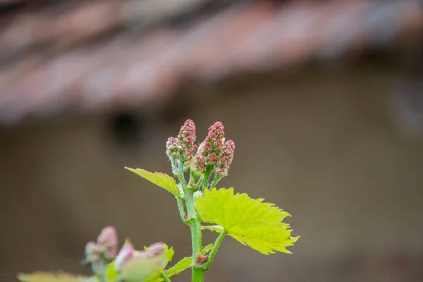 Small fresh green leaves of grapevine. Close-up of flowering grape vines, grapes bloom during day. Grape seedlings on a vine, small flower buds before they become fruits. Young sprouts. Grape branches — Stock Image Small Fresh Green Leaves Grapevine Close Flowering Grape Vines Grapes Stock Picture