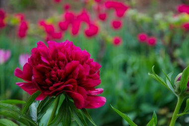 Bahçedeki güzel kırmızı şakayık çiçeğinin yakın plan fotoğrafı. Arkaplanı bulanık. Çiçekten kırmızı noktalar.