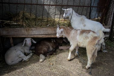 Yavru kuzular ve keçiler samanlıkta yatıp çiftlikte yemek yiyorlar. Tarım, hayvan yavruları, sevimli hayvanlar.