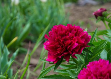 Bahçedeki güzel kırmızı şakayık çiçeğinin yakın plan fotoğrafı. Arkaplanı bulanık. Çiçekten kırmızı noktalar.