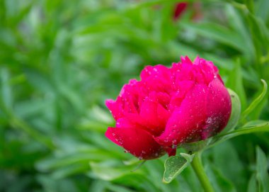 Bahçedeki kırmızı şakayık çiçeğinin yakın plan fotoğrafı, parktaki makro çiçek su damlaları, yağmurdan sonra tazelik.