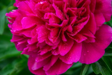 Bahçedeki kırmızı şakayık çiçeğinin yakın plan fotoğrafı, parktaki makro çiçek su damlaları, yağmurdan sonra tazelik.