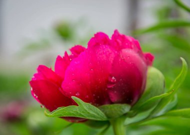 Bahçedeki kırmızı şakayık çiçeğinin yakın plan fotoğrafı, parktaki makro çiçek su damlaları, yağmurdan sonra tazelik.