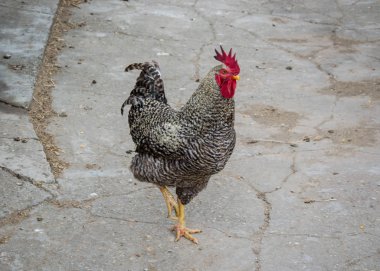 Arka bahçede tavuk ve horoz karışımı, çiftlik hayatı, kahverengi, siyah kuşlar, kırsal kesim.