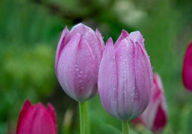 Güzel pembe lalelerin yakın planında su damlaları, bulanık yeşil arka plan, bahar duvar kağıdı, lale tarlası, yağmurdan sonra bahar çiçeği