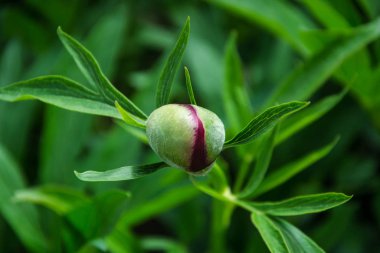 Bahçedeki kırmızı şakayık tomurcuğunun yakın plan görüntüsü, parktaki kırmızı bordo şakayık çiçeği, çiçek açmaya başlıyor.