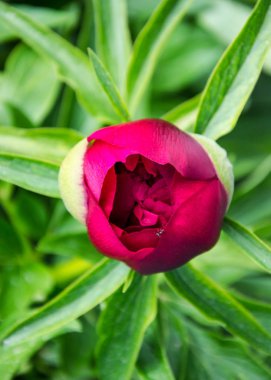 Bahçedeki kırmızı şakayık tomurcuğunun yakın plan görüntüsü, parktaki kırmızı burgundy şakayık çiçeği, çiçekteki küçük karıncayla çiçek açmaya başlıyor.