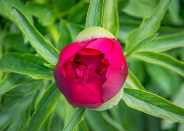 Bahçedeki kırmızı şakayık tomurcuğunun yakın plan görüntüsü, parktaki kırmızı burgundy şakayık çiçeği, çiçekteki küçük karıncayla çiçek açmaya başlıyor.