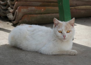 Bahçede dinlenen güzel kedi, arka bahçesinde çatıdan fayanslar olan kedi yavrusu.