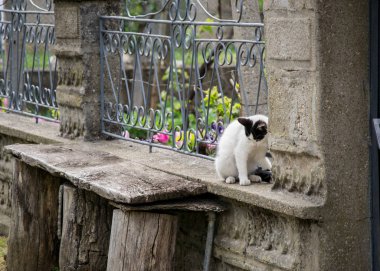 Güzel siyah beyaz kedi evin çitlerinde oynuyor, güzel gözler, oyuncu kedi, önünde bank