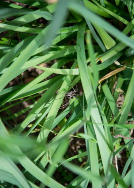 Bahçedeki yeşil çimlerde uzun bacaklı küçük örümcek, gündüz vakti.