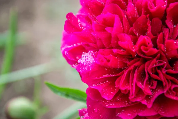 Photo Gros Plan Fleur Pivoine Rouge Dans Jardin Macro Fleur — Photo