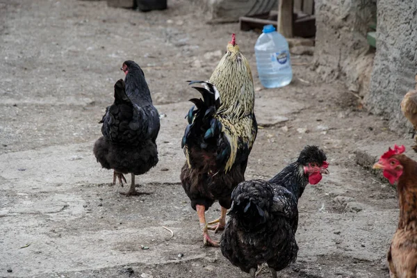 Pollo Gallo Mixtos Patio Trasero Vida Granja Marrón Pájaros Negros —  Fotos de Stock