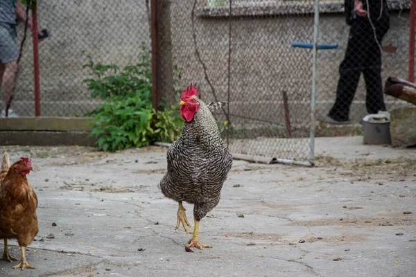 Pollo Gallo Mixtos Patio Trasero Vida Granja Marrón Pájaros Negros —  Fotos de Stock