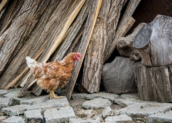 Pollo Gallo Mixtos Patio Trasero Vida Granja Marrón Pájaros Negros —  Fotos de Stock