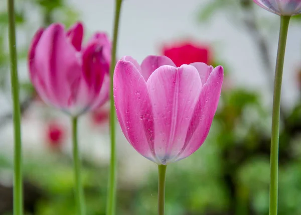 Primer Plano Hermosos Tulipanes Rosados Con Gotas Agua Con Fondo — Foto de Stock