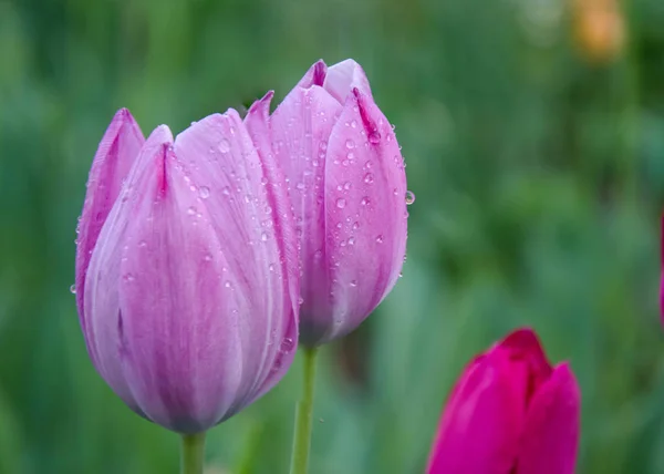 Gros Plan Belles Tulipes Roses Avec Des Gouttes Eau Avec — Photo