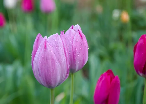 Крупный План Красивых Розовых Тюльпанов Капли Воды Размытым Зеленым Фоном — стоковое фото