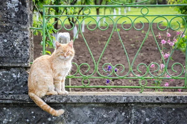 Belo Gato Bege Branco Descansando Jardim Relaxando Cerca Casa Olhos — Fotografia de Stock
