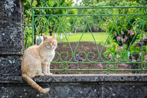 Belo Gato Bege Branco Descansando Jardim Relaxando Cerca Casa Olhos — Fotografia de Stock
