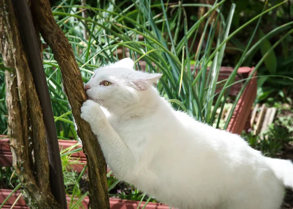 Gatto Bianco Che Gratta Giardino Animali Domestici Nel Cortile Erba — Foto Stock