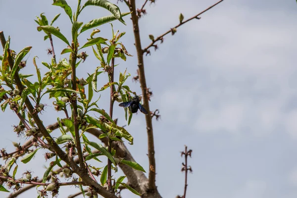 Dois Insetos Besouro Roxo Escuro Árvore Florescente Árvore Primavera Com — Fotografia de Stock