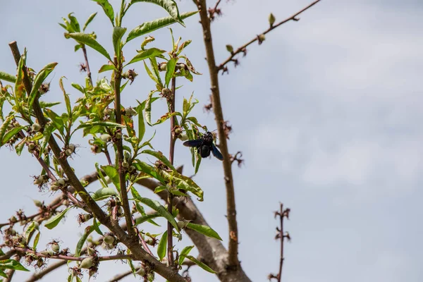 Zwei Dunkelviolette Käferinsekten Auf Blühendem Baum Frühlingsbaum Mit Knospen Die — Stockfoto