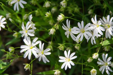 Daha büyük ilmek otları (Stellaria holostea) Bahçede beyaz çiçekler, küçük çiçekler, ilkbahar doğası çiçek açıyor, yakın plan 