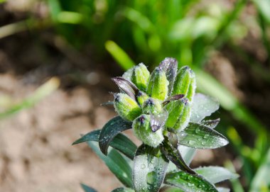 Bahçesinde çiçek tomurcukları olan taze yeşil çimenler, yakın bahar arka planı, yeşil yapraklar, doğa.