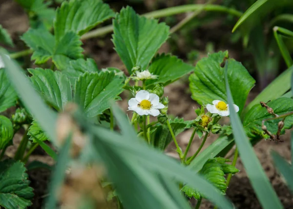 Strawberry flower bed in a farm. Spring blossom growth. White strawberry flowers